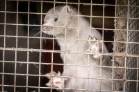 الدنمارك تعتزم اعدام حيوانات" المنك" بسبب كورونا