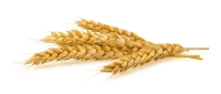"الحبوب" تنتهي من ترسية 860 ألف طن من القمح