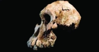 جمجمة «أشباه بشر» عمرها مليونا عام