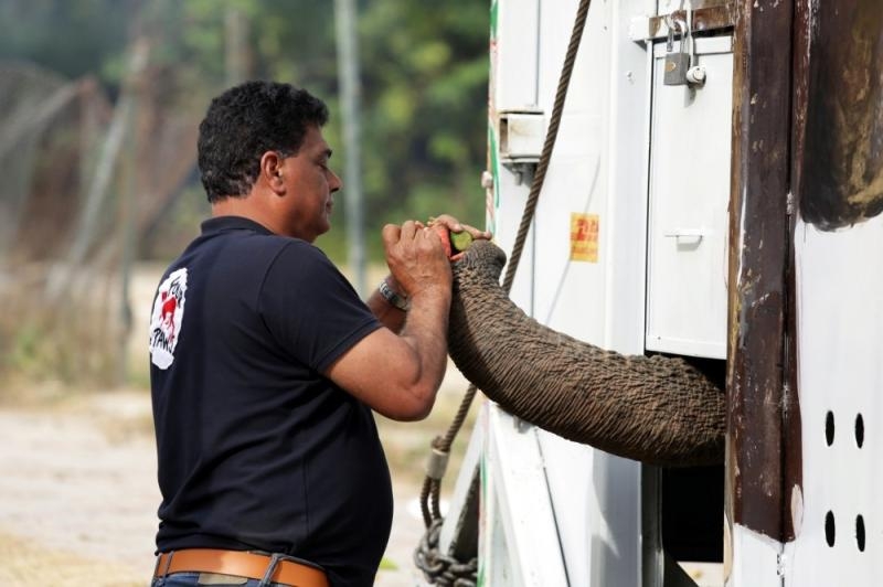 بسبب الوحدة.. نقل الفيل الباكستاني «كافان» جوا إلى كمبوديا