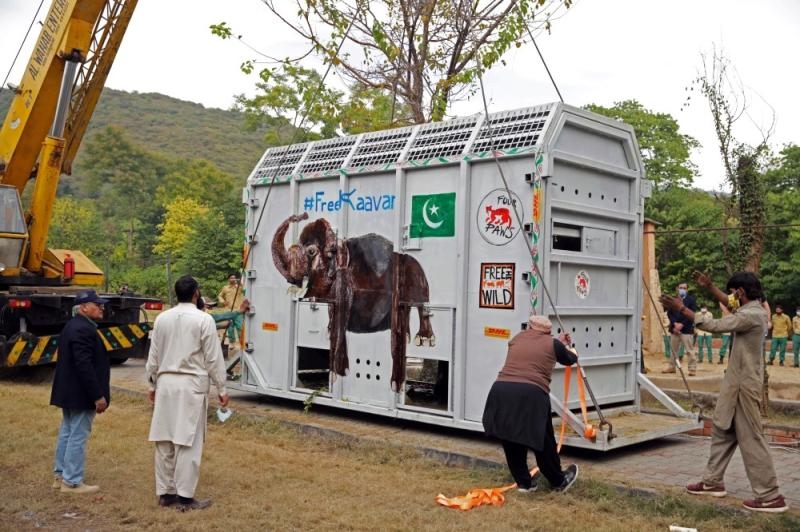 بسبب الوحدة.. نقل الفيل الباكستاني «كافان» جوا إلى كمبوديا