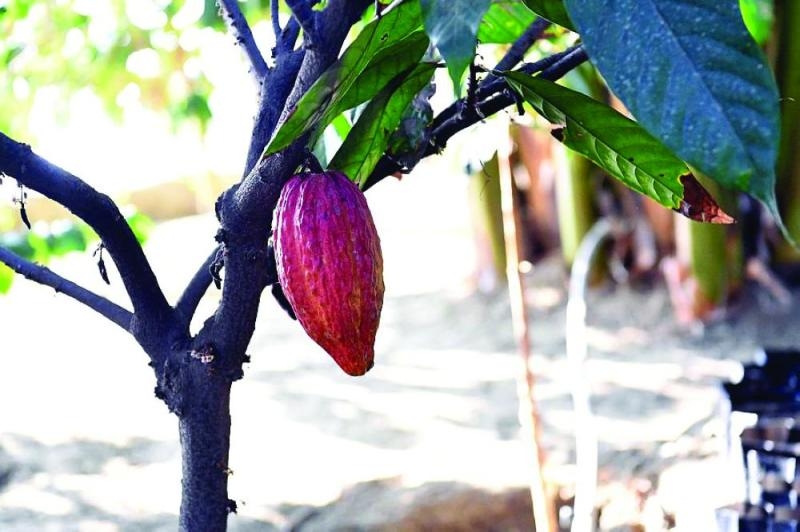 «الكاكاو».. محصول المستقبل في جازان