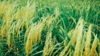 أقدم حقل أرز بالعالم عمره 6000 عام