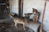 5 كلاب تهاجم امرأة حتى الموت في شقتها بإيطاليا