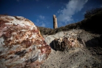 اكتشاف شجرة متحجرة عمرها 20 مليون عام في اليونان