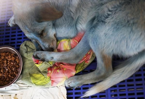كلاب زرقاء تظهر في روسيا وتثير حيرة السوشيال ميديا