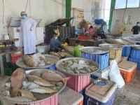 تباع على أنها «محلية».. 70 % من الأسماك المعروضة مستوردة