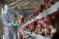 روسيا تسجل أول إصابة بشرية بسلالة H5N8 من إنفلونزا الطيور