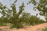 مذكرة تفاهم بين «البيئة» و«الحرس الوطني» لزراعة 3 ملايين شجرة 