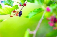 «التوت».. الفاكهة المفضلة لأهالي الجوف