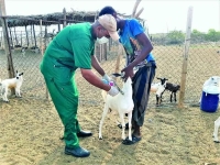 746 ألف جرعة لتحصين الماشية ضد «الحمى القلاعية»