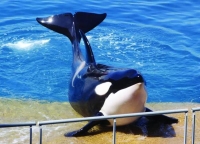 قانون لحماية الحيتان والدلافين