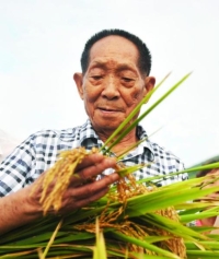 وفاة مطور سلالات الأرز الهجين