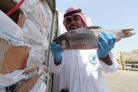 «الغذاء والدواء» ترفض فسح 8500 كيلو أسماك بميناء جدة