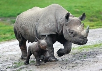 ظهور نادر لصغار وحيد القرن الجاوي