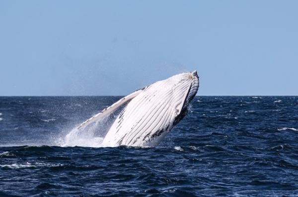 «كوينزلاند» الأسترالية تفرض قيوداً لحماية الثدييات البحرية