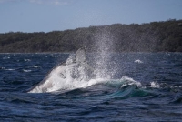 «كوينزلاند» الأسترالية تفرض قيوداً لحماية الثدييات البحرية