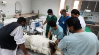 تدريب طلاب «البيطرية» على علاج الحيوانات