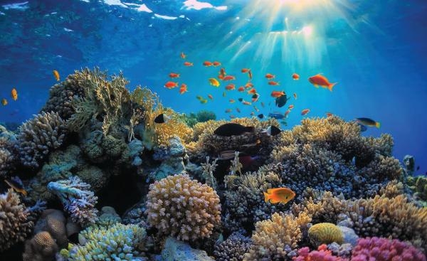 خلاف على تصنيف «الحاجز المرجاني العظيم»