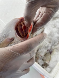 ضبط 164 كيلو أسماك غير صالحة بالأحساء