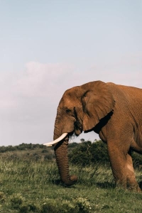 العثور على فيل نادر مقطوع الرأس في إندونيسيا