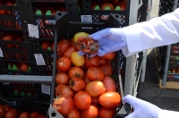 إتلاف 64 طن طماطم فاسدة قبل توزيعها بالأسواق