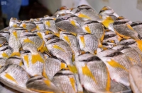 أوقات جديدة للعمل بـ«الأسماك المركزي» في القطيف