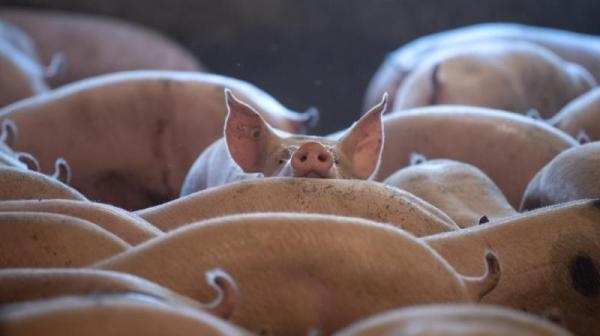كوريا الجنوبية تسجل أول إصابة بحمى الخنازير الأفريقية خلال 3 أشهر