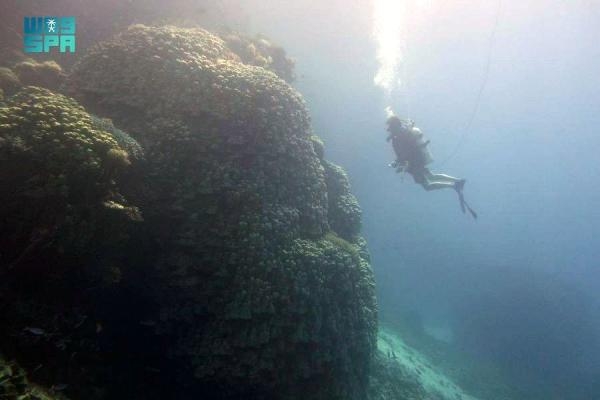 اكتشاف مستعمرة مرجانية في جزيرة «الوقادي» يعود عمرها لـ 600 عام