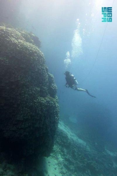 اكتشاف مستعمرة مرجانية في جزيرة «الوقادي» يعود عمرها لـ 600 عام