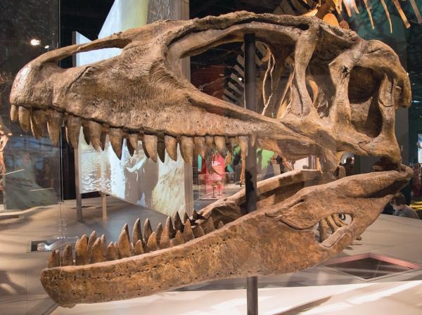 اكتشاف ملك الديناصورات الأصلي