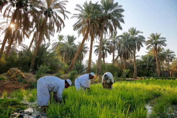 «زراعة الشرقية» تحتفي بيوم الزراعة العربي بالأحساء