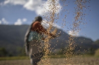 صور.. موسم حصاد الأرز في نيبال
