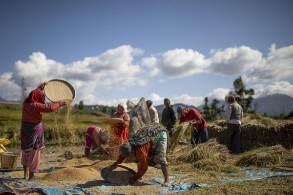 صور.. موسم حصاد الأرز في نيبال