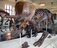 اكتشاف ديناصور بأنف «منتفخ»