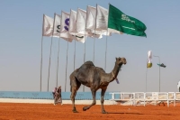 "الذائر " و"هامة الجزيرة " تخطفان المركز الأول أمام 10آلاف زائر بمهرجان الملك عبدالعزيز للإبل