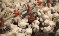 إعدام 39 ألف دجاجة لتفشي انفلونزا الطيور ببلغاريا