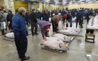 بيع سمكة تونة بمبلغ 16 مليون ين في مزاد بطوكيو