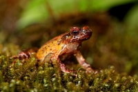 خلال عام واحد.. اكتشاف 224 نوعا جديدا من الحيوانات والنباتات على طول نهر «ميكونج»