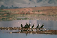 شواطئ وجزر المملكة تستقبل 260 نوعاً من الطيور المهاجرة 