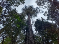 بارتفاع 76 مترًا .. تعرف على أطول شجرة في الصين