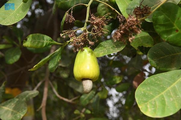  مركز الأبحاث يستعرض نجاح زراعة الأناناس والكاجو والكرمبولا والشيكو بجازان