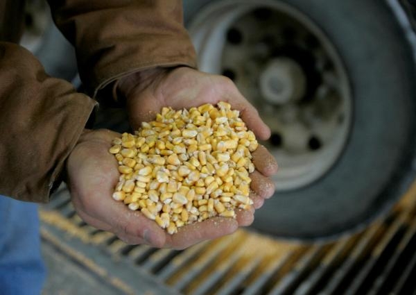 مجلس الحبوب العالمي يرفع توقعاته لمحصول الذرة للموسم المقبل