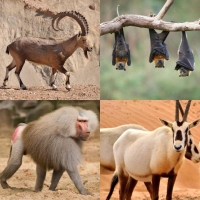  حيوانات مهددة بالانقراض