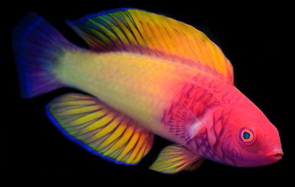 جنية الورد سمكة رائعة متعددة الألوان