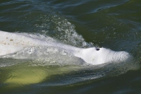 أخطر 48 ساعة في حياة «الحوت الضال» بفرنسا.. إما الخروج للمياه المفتوحة أو الموت!
