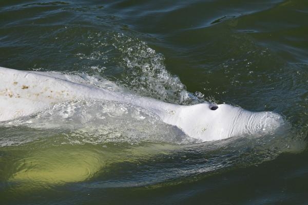 أخطر 48 ساعة في حياة «الحوت الضال» بفرنسا.. إما الخروج للمياه المفتوحة أو الموت!