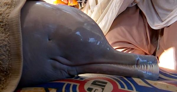 نيوزيلندا.. محاولة إنقاذ 10 دلافين جانحة على شاطئ