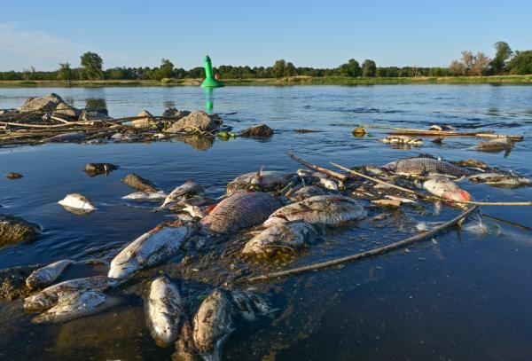 نفوق جماعي للأسماك ورصد آثار زئبق في نهر بألمانيا