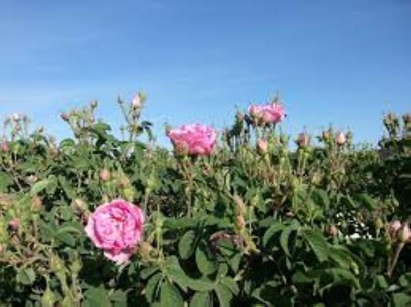 مزارع الورد بالطائف - مشاع إبداعي